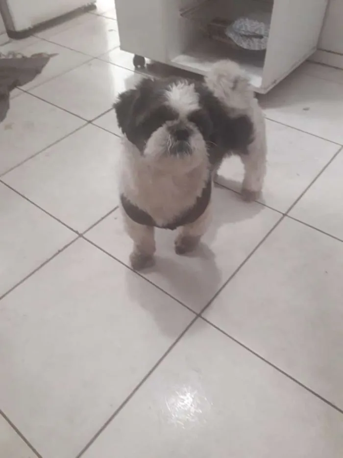 Cachorro ra a Shih Tzu  idade 2 anos nome Saroo