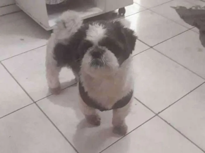 Cachorro ra a Shih Tzu  idade 2 anos nome Saroo