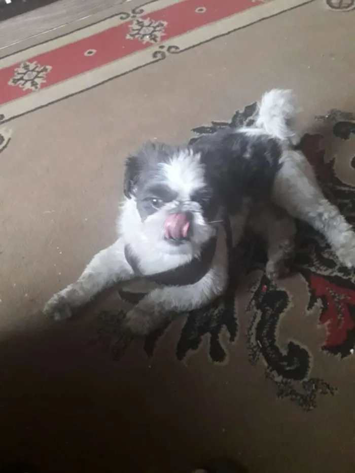 Cachorro ra a Shih Tzu  idade 2 anos nome Saroo