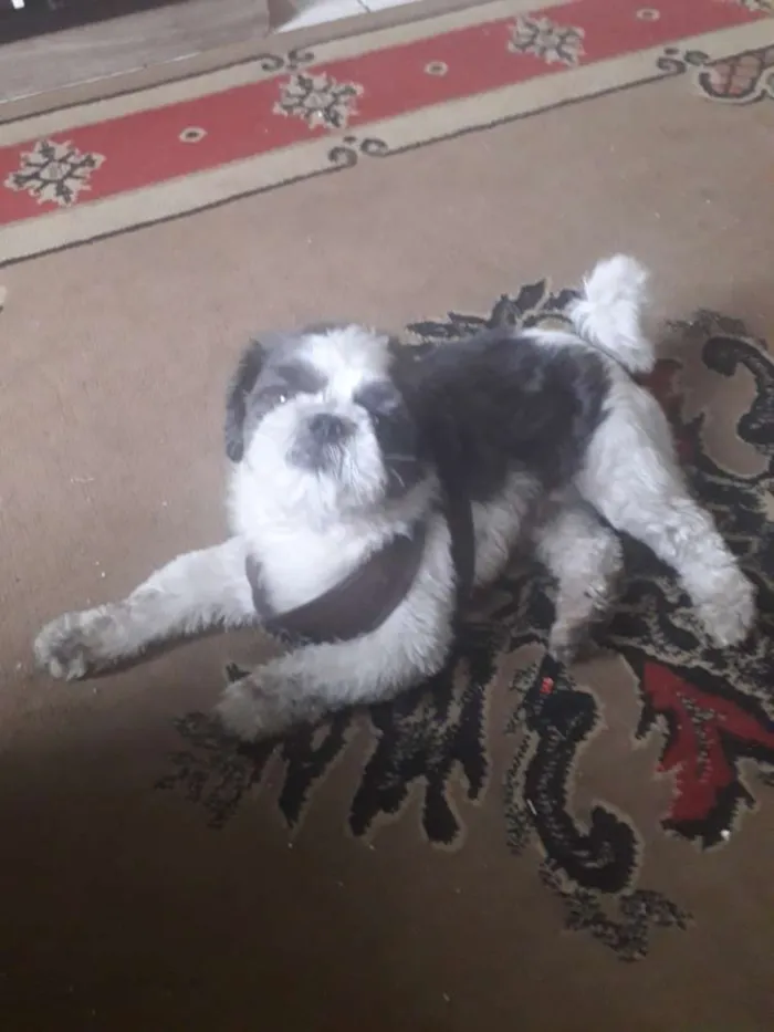 Cachorro ra a Shih Tzu  idade 2 anos nome Saroo