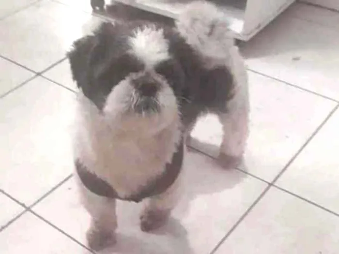 Cachorro ra a Shih Tzu  idade 2 anos nome Saroo