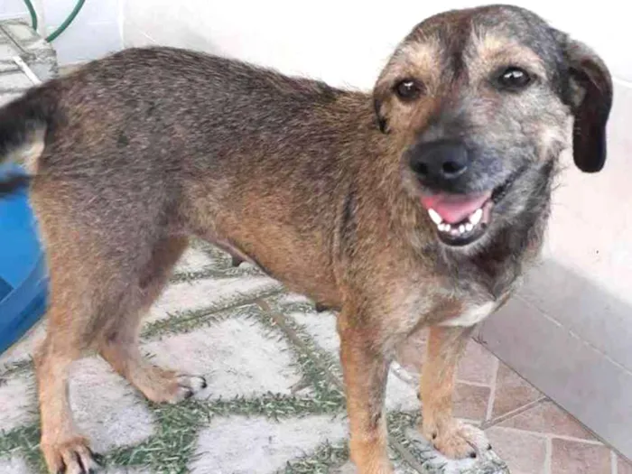 Cachorro ra a SRD idade 2 anos nome Naná