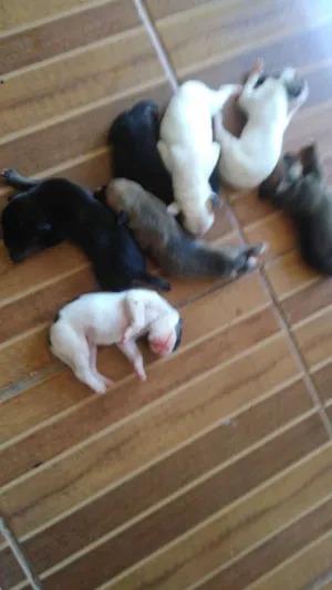 Cachorro raça Vira lata idade 4 anos nome Menina