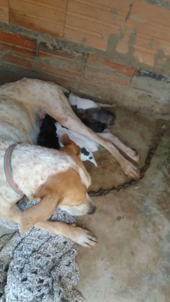 Cachorro raça Vira lata idade 4 anos nome Menina
