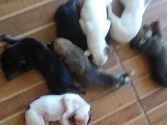 Cachorro raça Vira lata idade 4 anos nome Menina