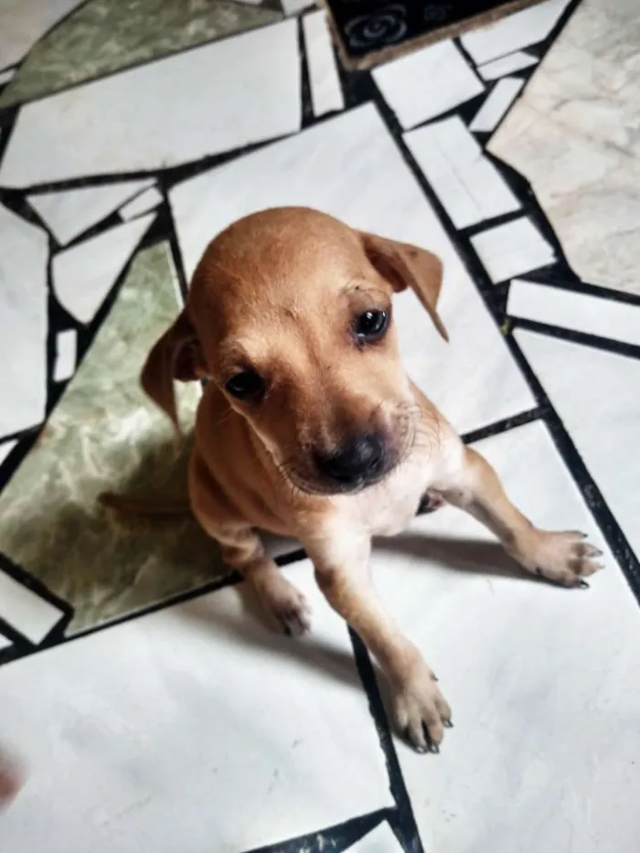 Cachorro raça Não determinada "Vira-Lata" idade Abaixo de 2 meses nome Ainda sem nomes