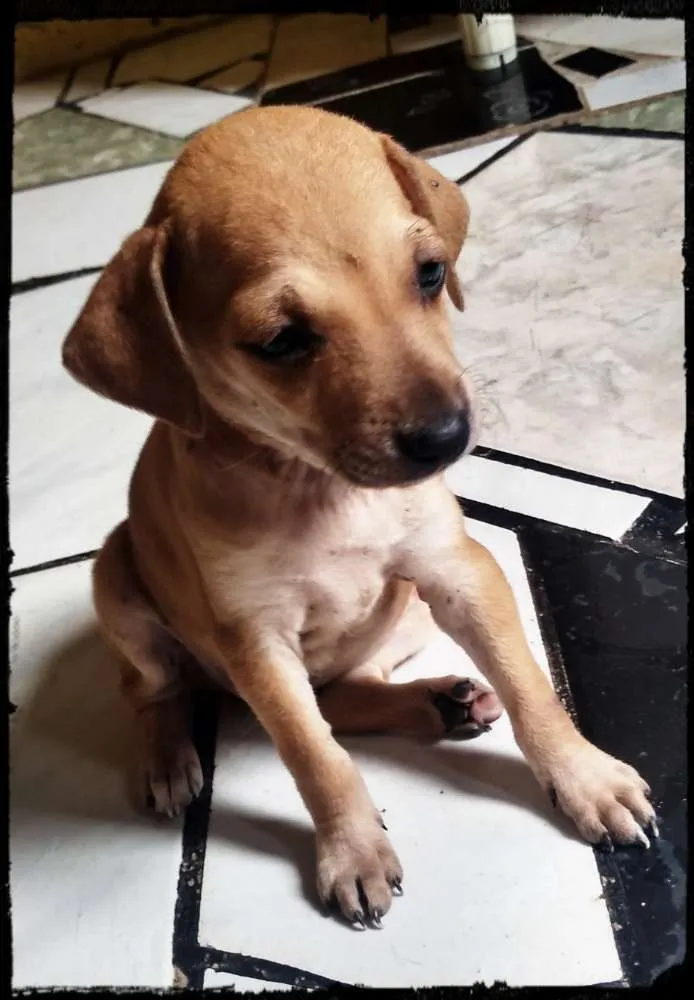Cachorro raça Não determinada "Vira-Lata" idade Abaixo de 2 meses nome Ainda sem nomes