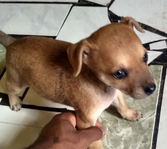 Cachorro raça Não determinada "Vira-Lata" idade Abaixo de 2 meses nome Ainda sem nomes