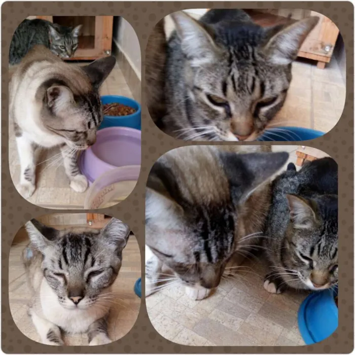 Gato raça  idade 4 anos nome Bolota e Branquinho
