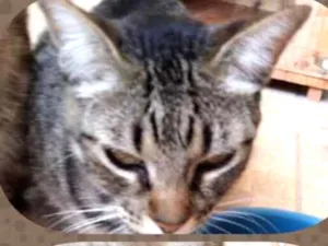 Gato raça  idade 4 anos nome Bolota e Branquinho