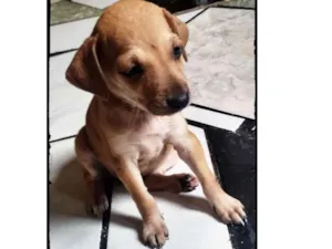 Cachorro raça Não determinada "Vira-Lata" idade Abaixo de 2 meses nome Ainda sem nomes