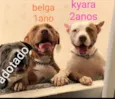 Kyara / Belga