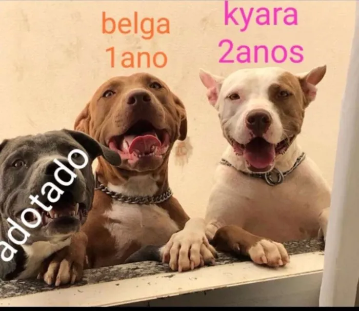 Cachorro raça Pit idade 2 anos nome Kyara / Belga
