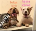 Kyara / Belga