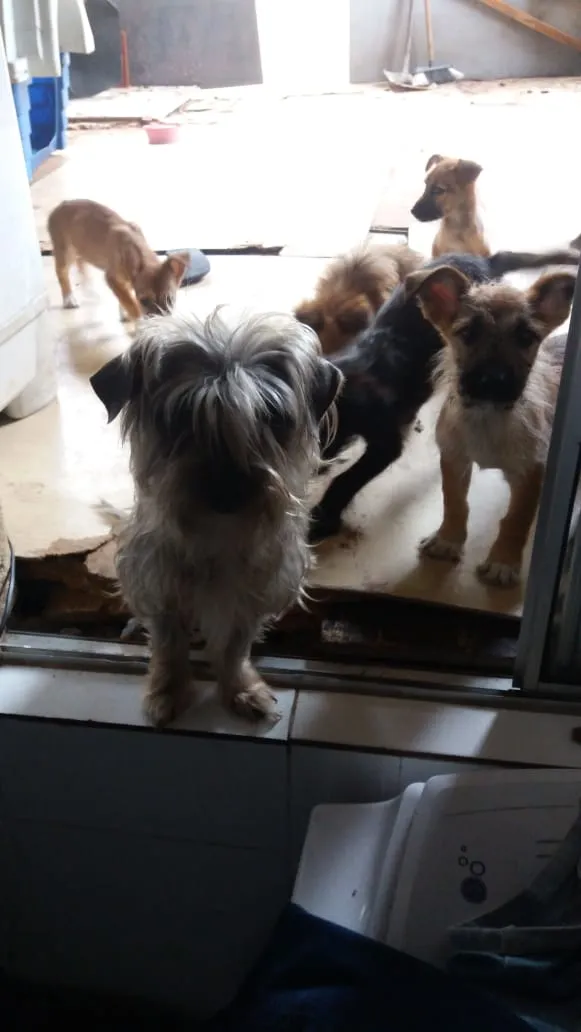 Cachorro ra a Indefinida idade 2 a 6 meses nome Brenda