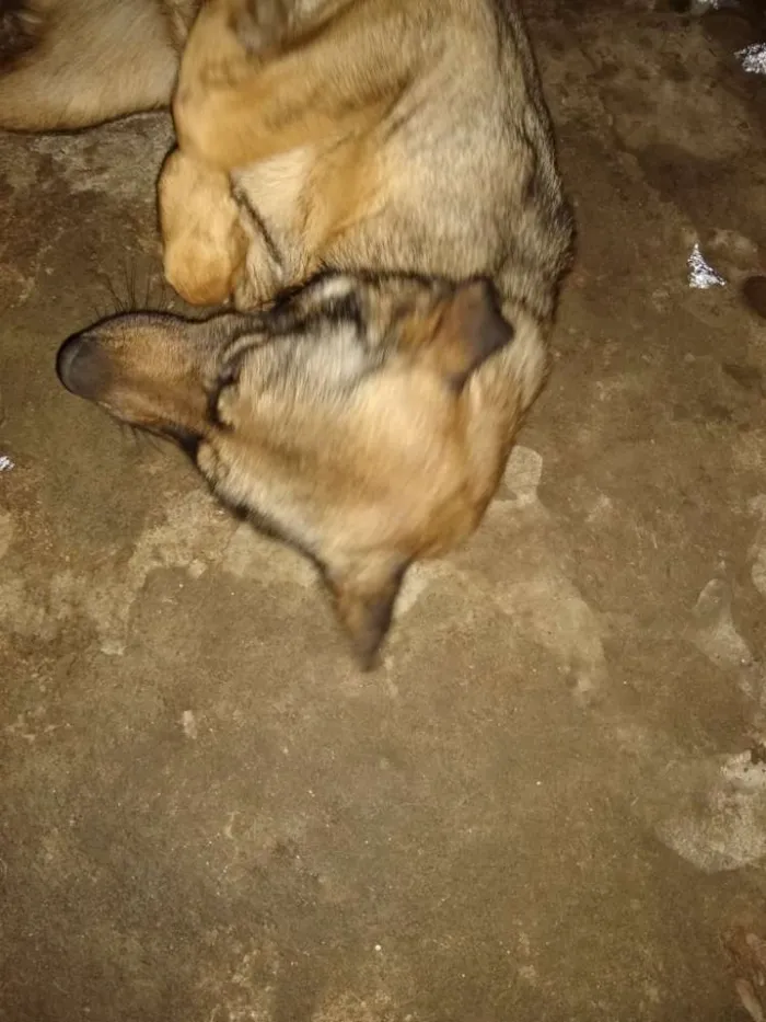 Cachorro ra a Sem raça definida idade 3 anos nome Shiva