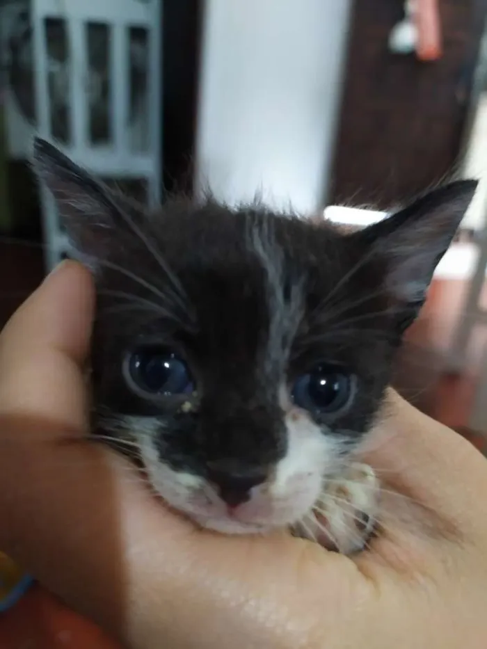 Gato ra a Indefinido idade Abaixo de 2 meses nome Sem nome