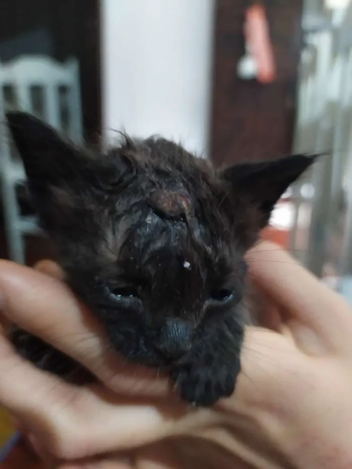 Gato ra a Indefinido idade Abaixo de 2 meses nome Sem nome