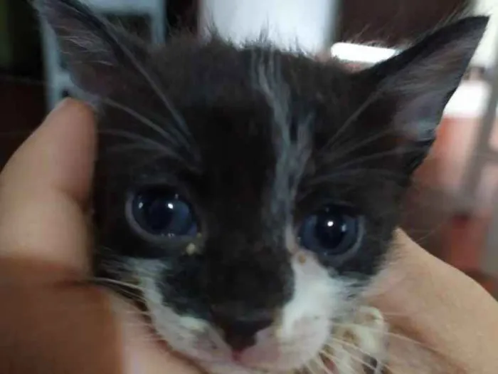 Gato ra a Indefinido idade Abaixo de 2 meses nome Sem nome