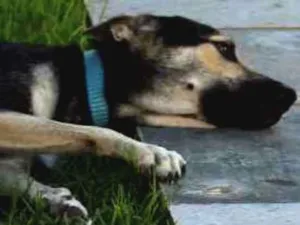 Cachorro raça Doberman,com vira lata idade 3 anos nome Thor