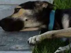 Cachorro raça Doberman,com vira lata idade 3 anos nome Thor