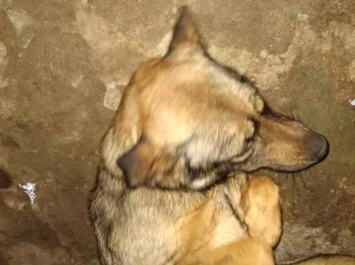 Cachorro ra a Sem raça definida idade 3 anos nome Shiva