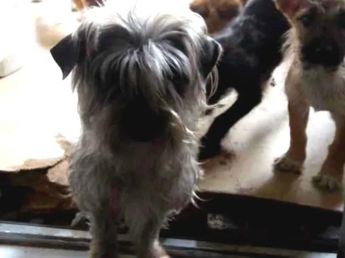 Cachorro ra a Indefinida idade 2 a 6 meses nome Brenda