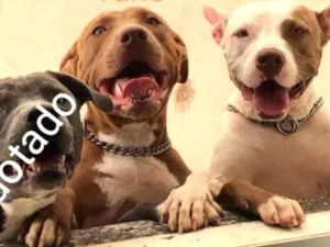 Cachorro raça Pit idade 2 anos nome Kyara / Belga