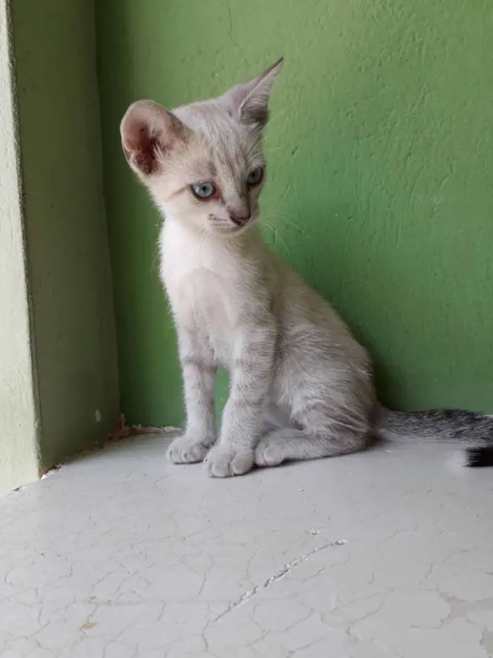 Gato ra a srd idade Abaixo de 2 meses nome King