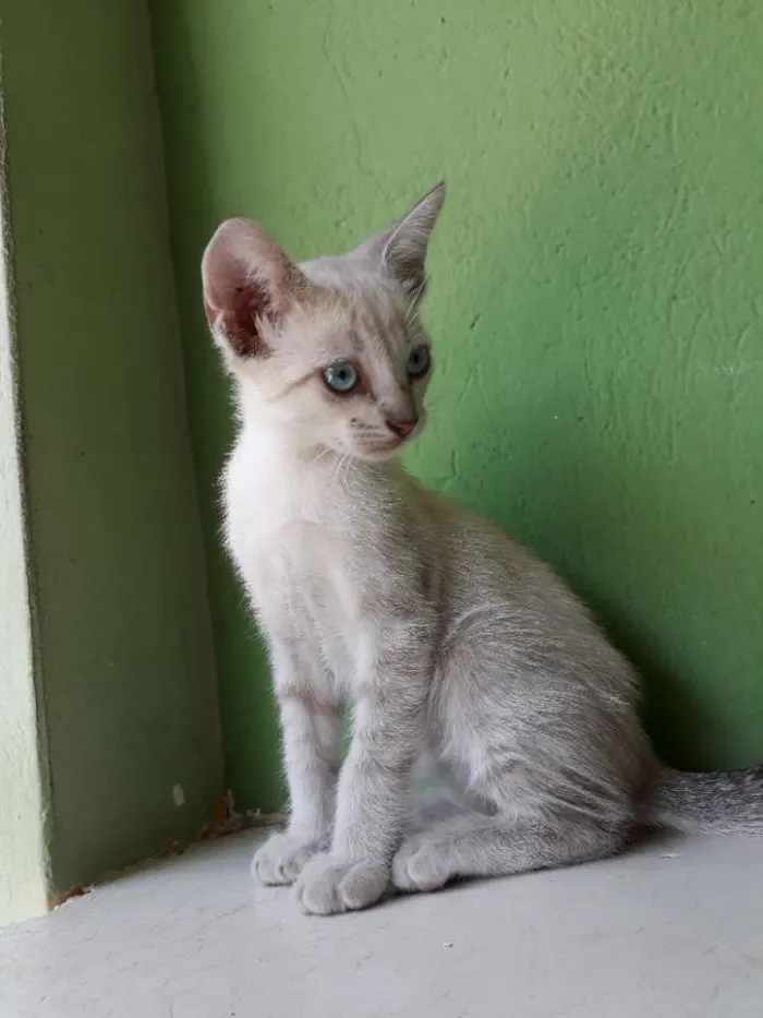 Gato ra a srd idade Abaixo de 2 meses nome King