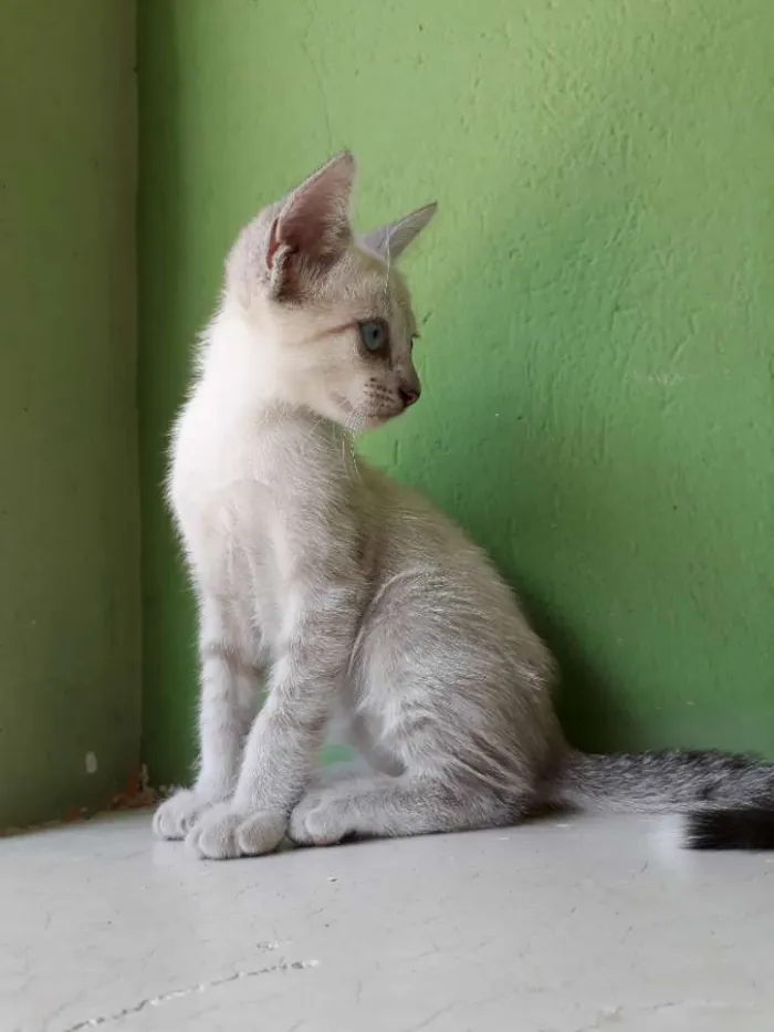 Gato ra a srd idade Abaixo de 2 meses nome King