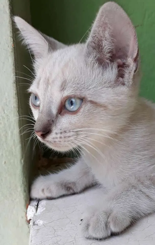 Gato ra a srd idade Abaixo de 2 meses nome King