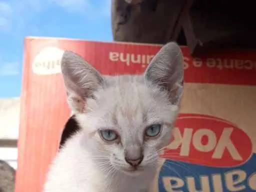 Gato ra a srd idade Abaixo de 2 meses nome King