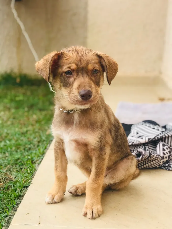 Cachorro ra a Desconhecido  idade 2 a 6 meses nome Desconhecido 