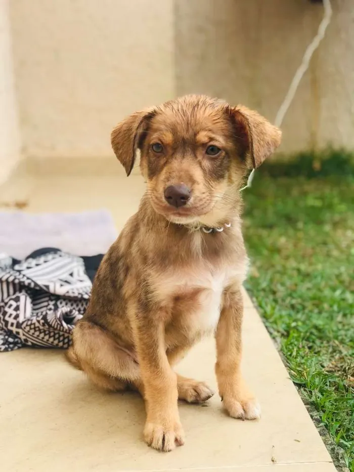 Cachorro ra a Desconhecido  idade 2 a 6 meses nome Desconhecido 