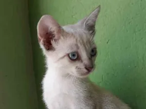 Gato raça srd idade Abaixo de 2 meses nome King