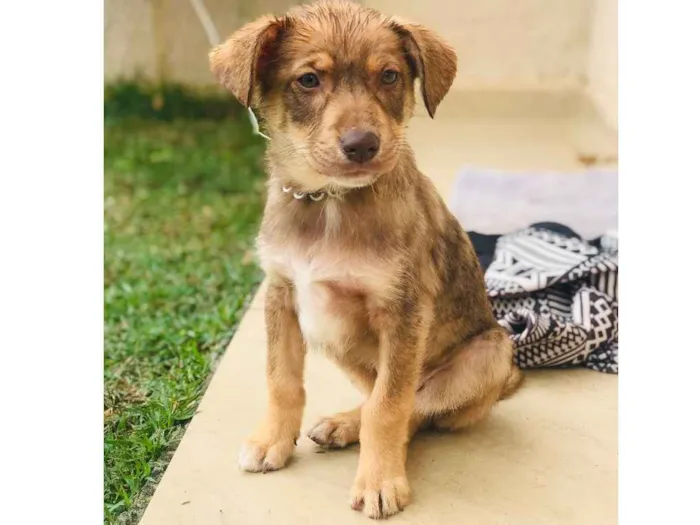 Cachorro ra a Desconhecido  idade 2 a 6 meses nome Desconhecido 