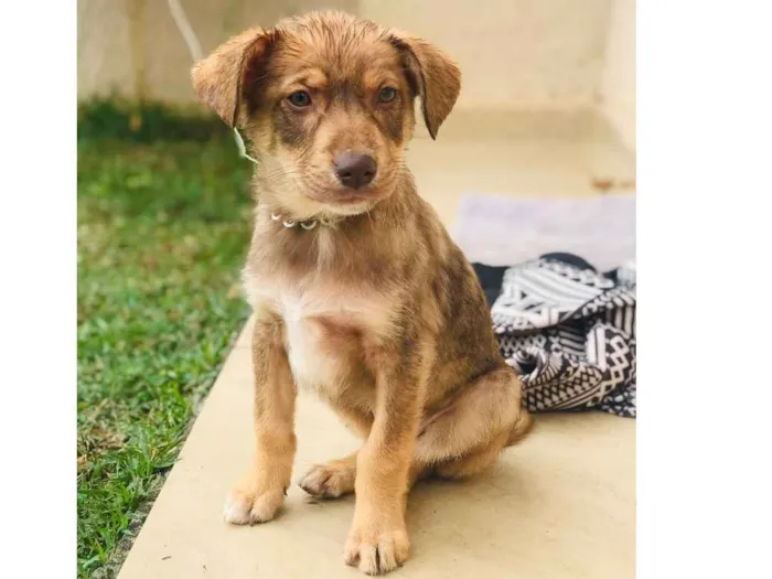 Cachorro ra a Desconhecido  idade 2 a 6 meses nome Desconhecido 