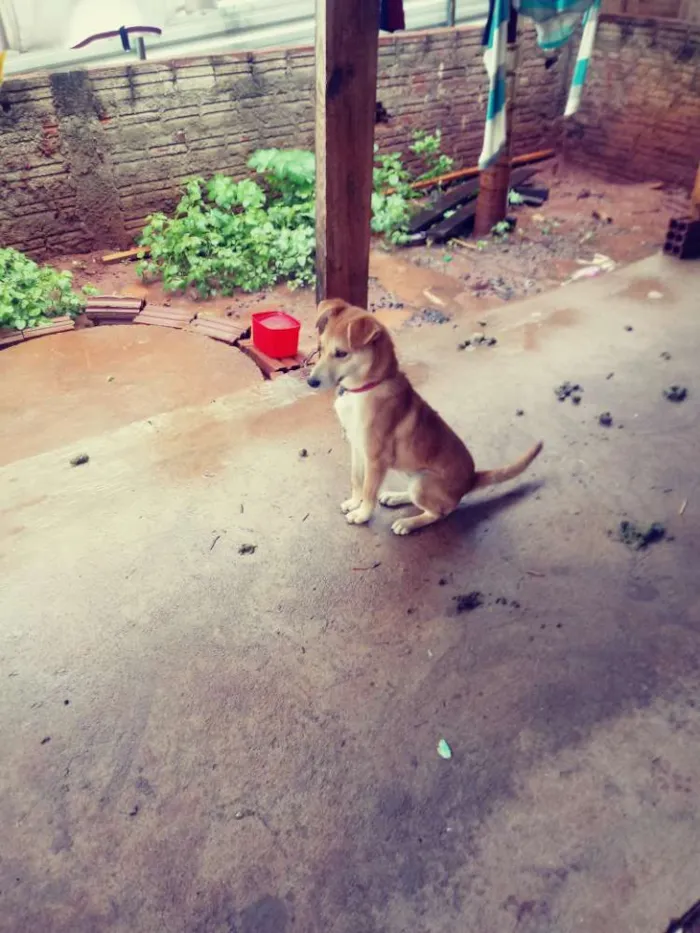 Cachorro ra a Viralata idade 2 a 6 meses nome Lessi