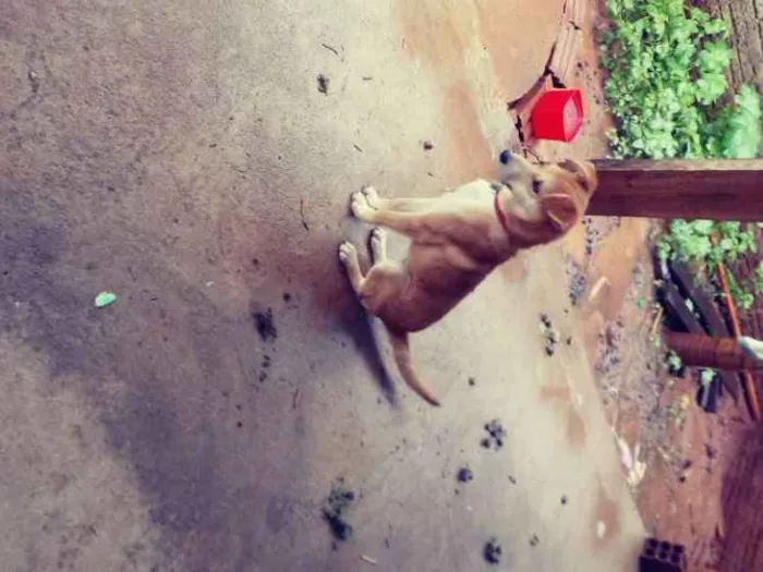 Cachorro ra a Viralata idade 2 a 6 meses nome Lessi