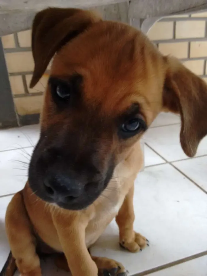 Cachorro ra a American com rottweiler (mãe) idade 2 a 6 meses nome Pitty