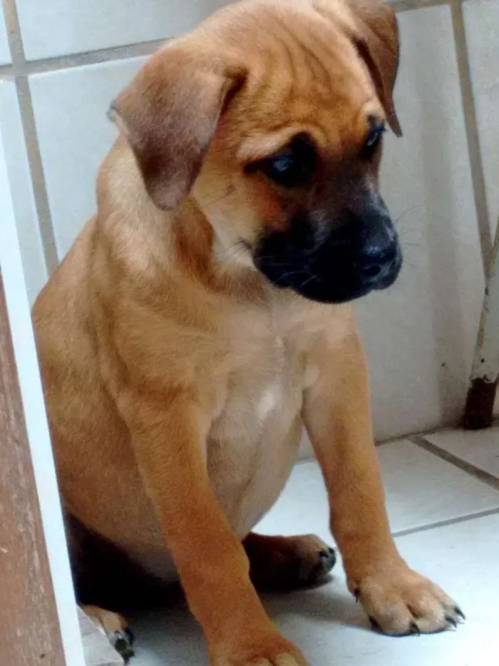 Cachorro ra a American com rottweiler (mãe) idade 2 a 6 meses nome Pitty