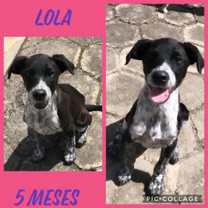 Cachorro ra a SRD idade 2 a 6 meses nome Lola