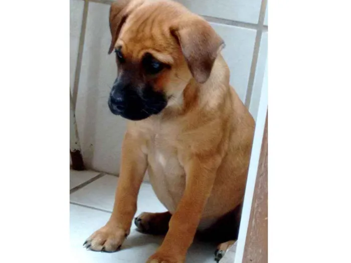 Cachorro ra a American com rottweiler (mãe) idade 2 a 6 meses nome Pitty
