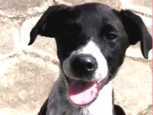 Cachorro raça SRD idade 2 a 6 meses nome Lola