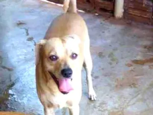 Cachorro raça Vira lata idade 5 anos nome Pingo