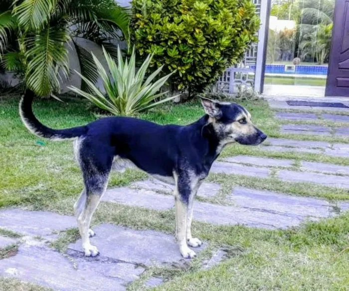Cachorro ra a Doberman,com vira lata idade 3 anos nome Thor