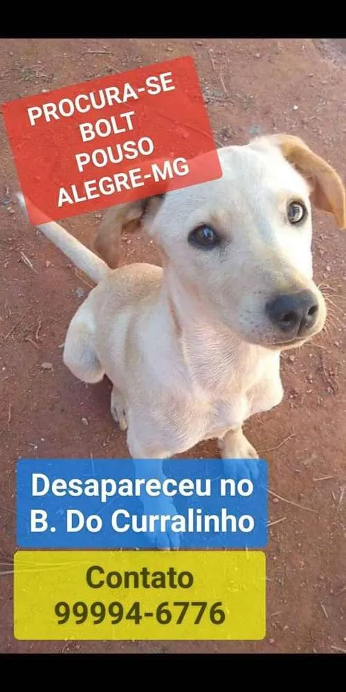 Cachorro raça Vira-lata idade 7 a 11 meses nome Bolt