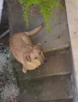 Suzi 