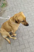 Suzi 